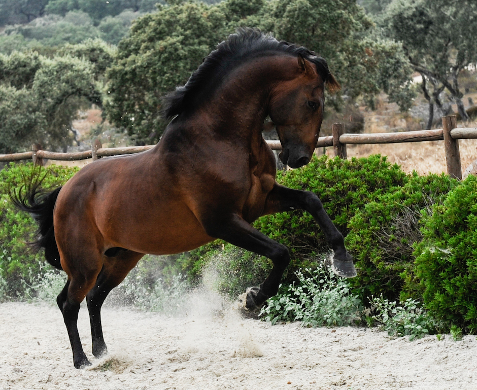 Afbeeldingsresultaat voor lusitano stallion